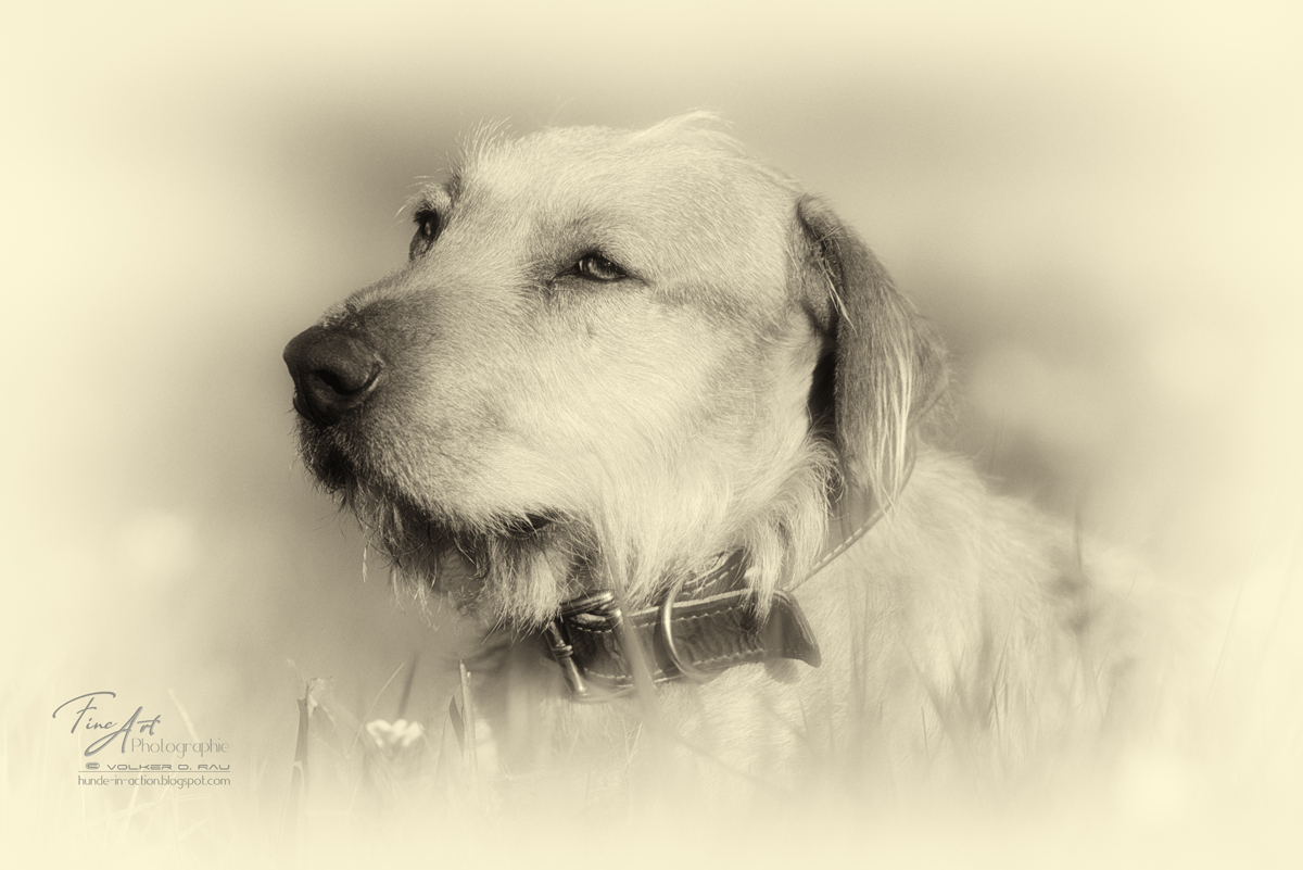 Portrait Hund sw