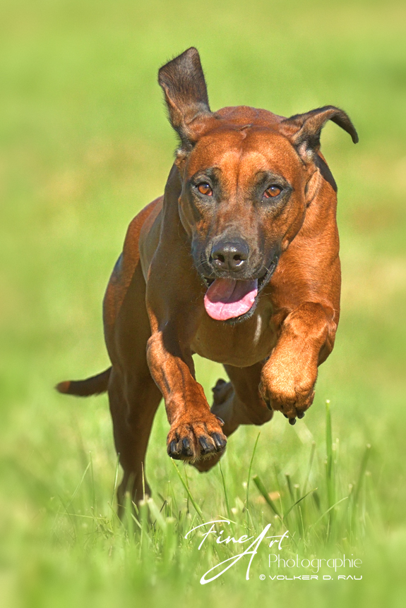 Foto einer Rhodesian Ridgeback Hündin