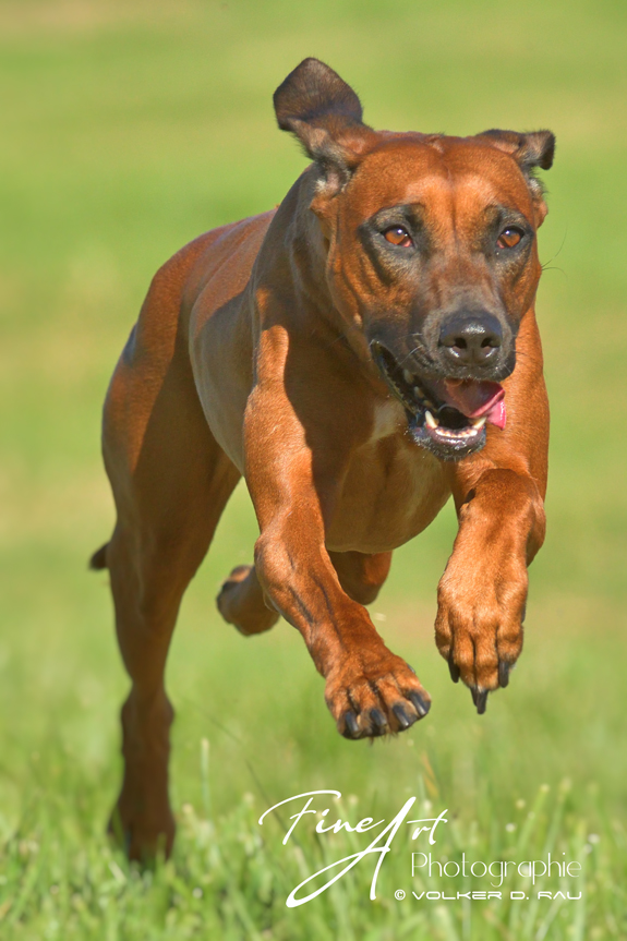 Foto einer Rhodesian Ridgeback Hündin