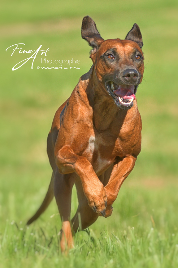 Foto einer Rhodesian Ridgeback Hündin