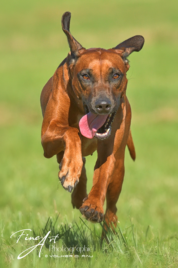 Foto einer Rhodesian Ridgeback Hündin