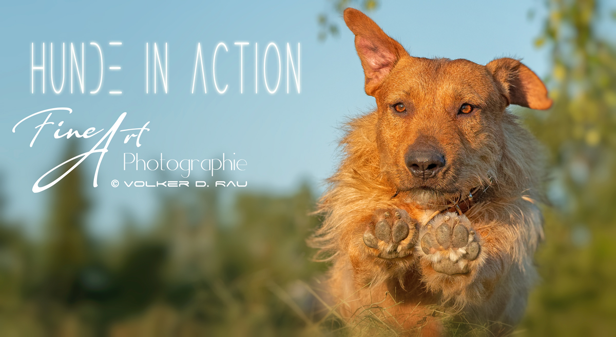 Hundefotografie | Action Fotos von Hunden