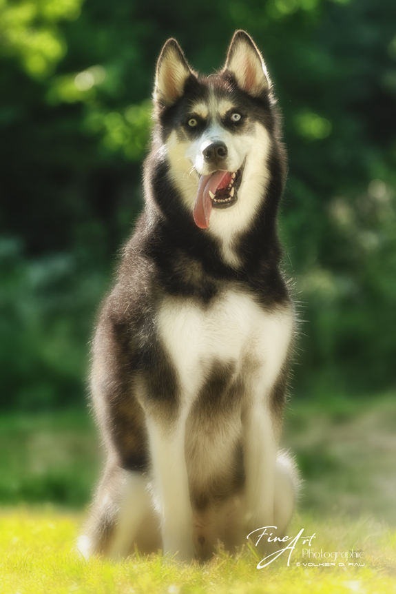 hunde_fotos_portrait_fotografie_husky