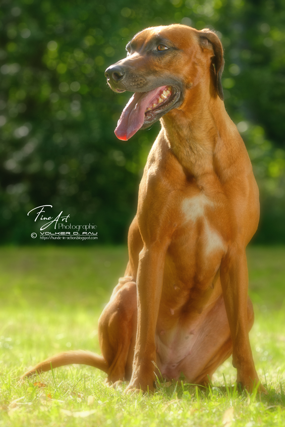 hunde_fotos_portrait_fotografie_rhodesian_ridgeback