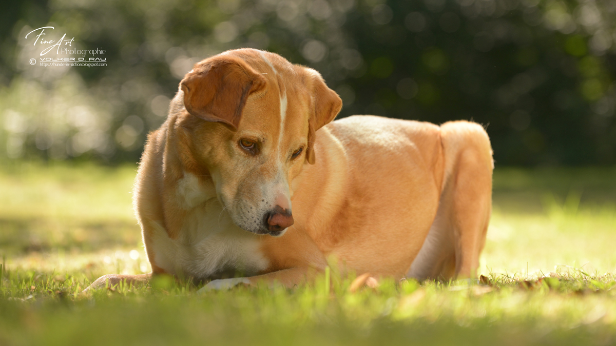 Foto Portrait labrador Mischling