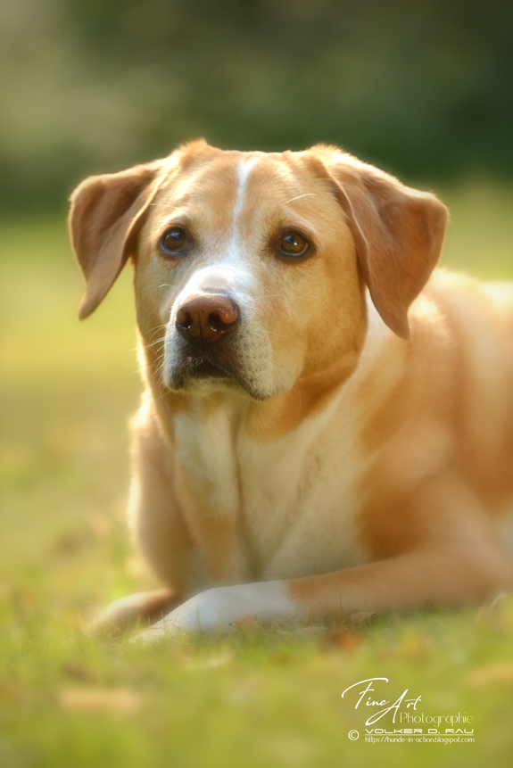 hunde_fotos_portrait_fotografie_labradoodle