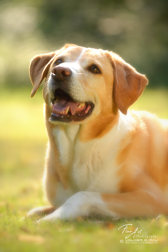 hunde_fotos_portrait_fotografie_labrador_mischling