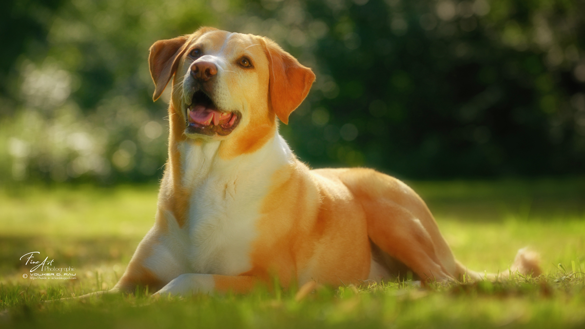 Foto Portrait Labrador Mischling